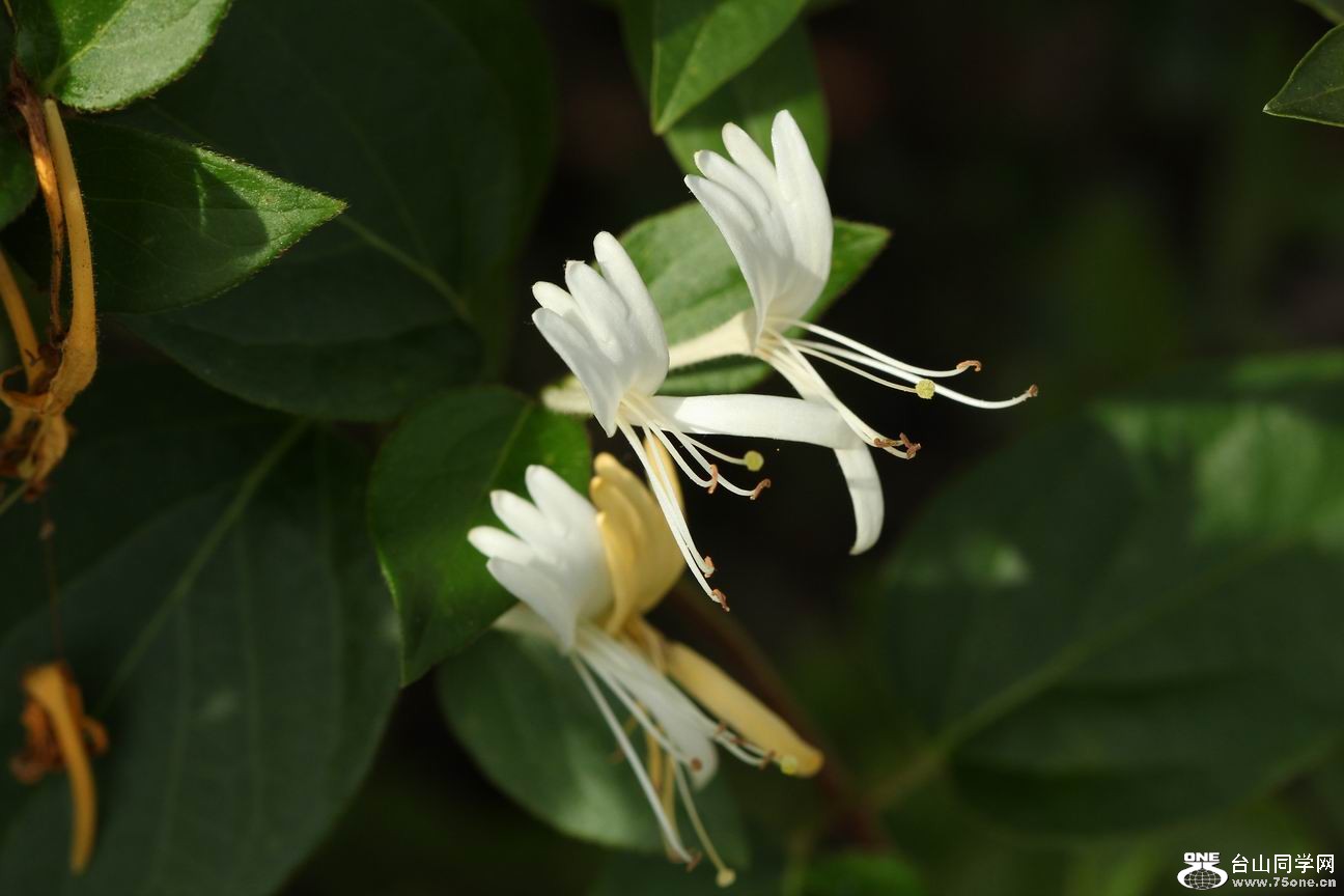 ������С IMG_6511.JPG