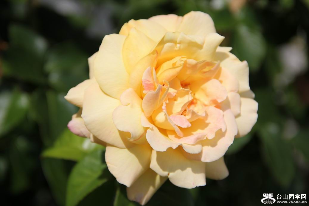 ������С IMG_6330.JPG