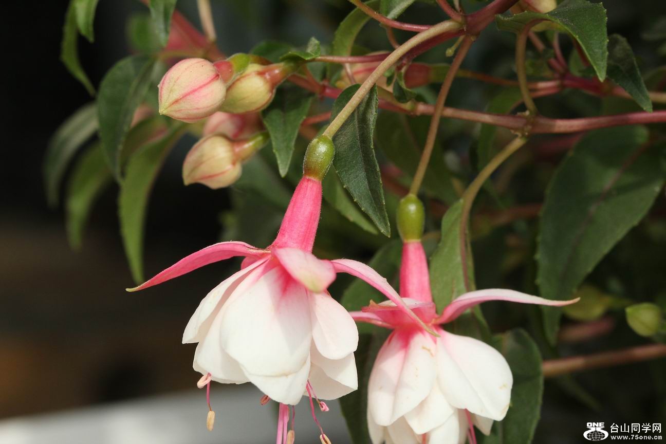 ������С IMG_6568.JPG