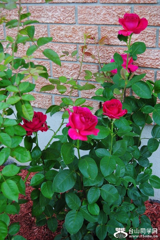 DSC_3005.JPG