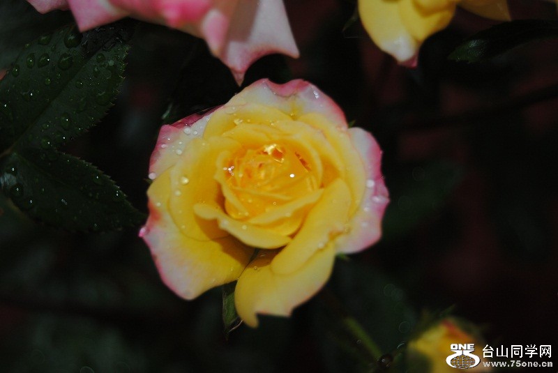 DSC_3162.JPG
