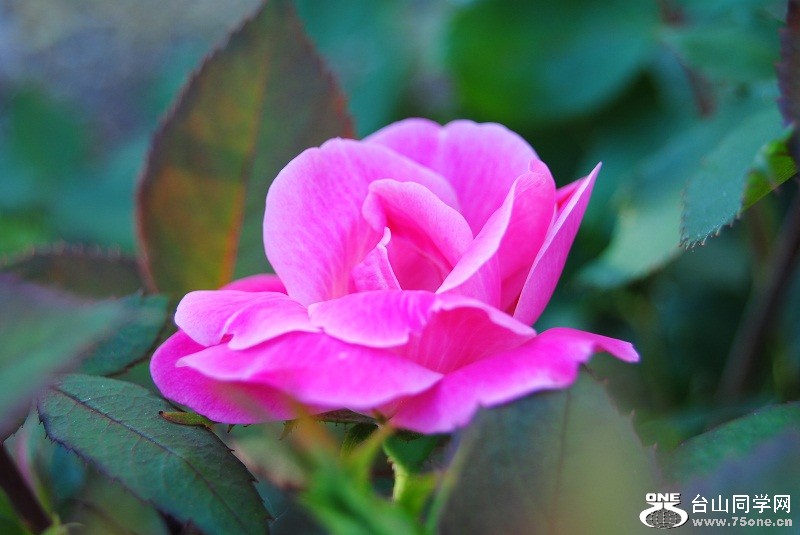 DSC_3521.JPG