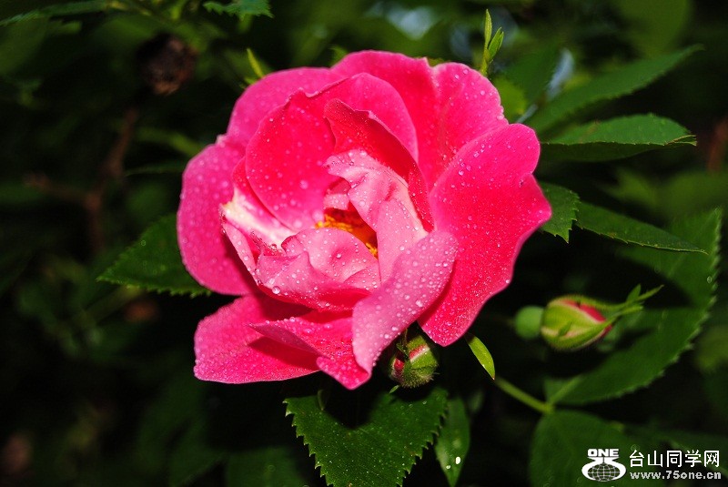 DSC_2865.JPG