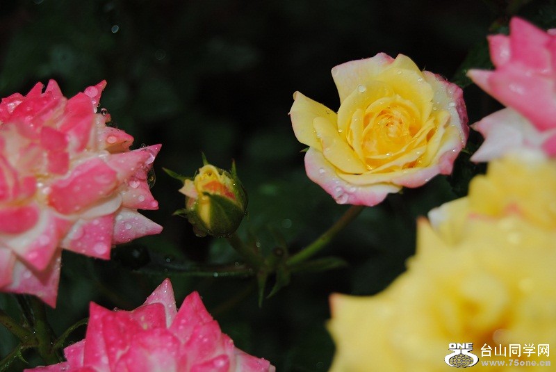 DSC_3147.JPG