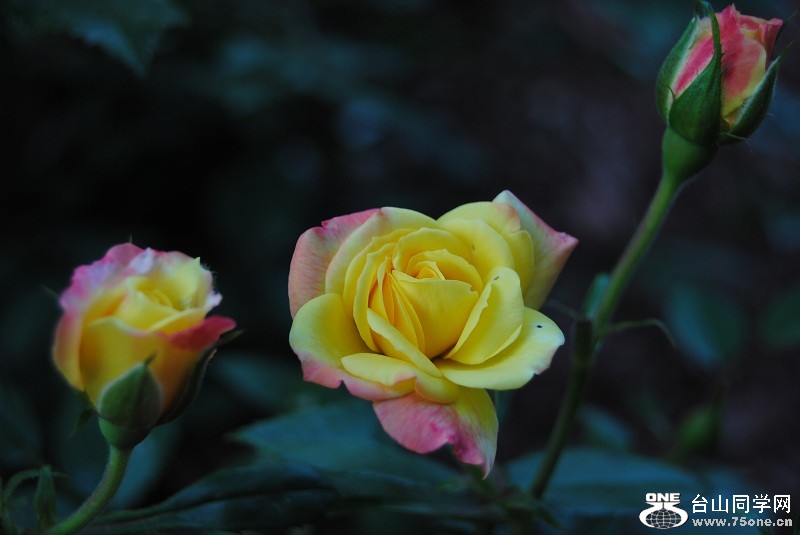 DSC_3123.JPG