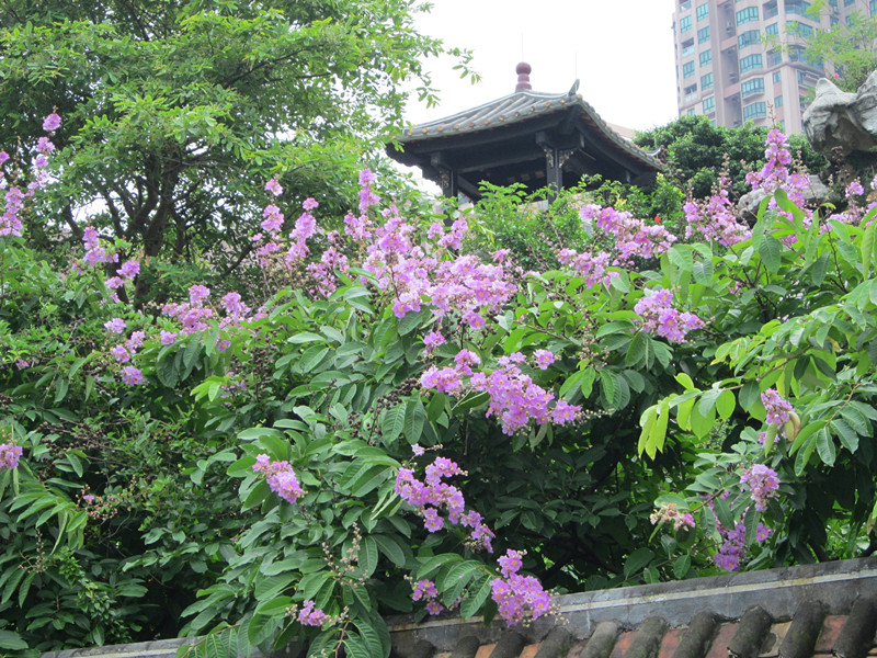 IMG_2712_.jpg