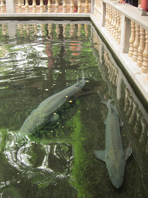 IMG_2865_.jpg