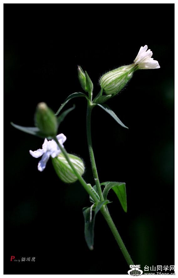 }u -ֻ߽-1 198-a.jpg