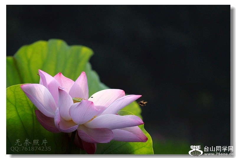 IMG_6556X.jpg