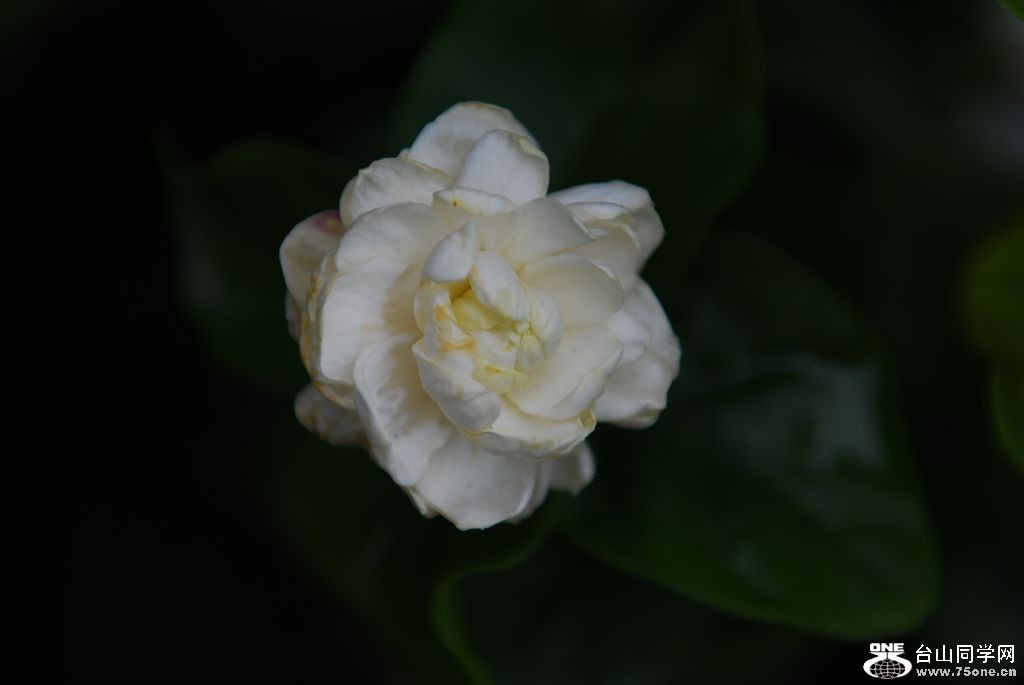 nEO_IMG_DSC_0826.jpg