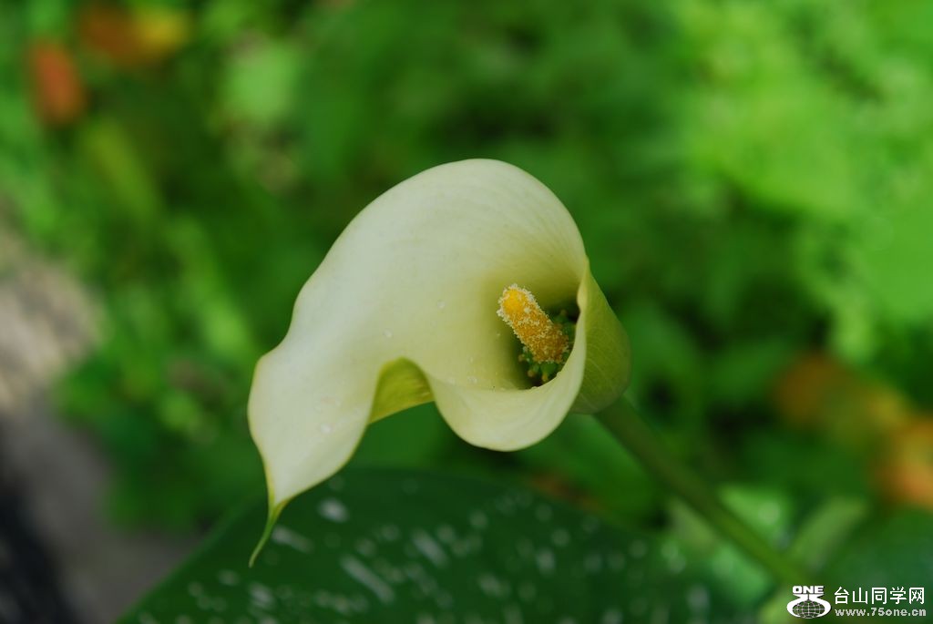 nEO_IMG_DSC_0812.jpg