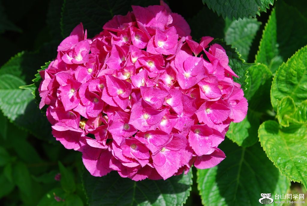 nEO_IMG_DSC_0815.jpg