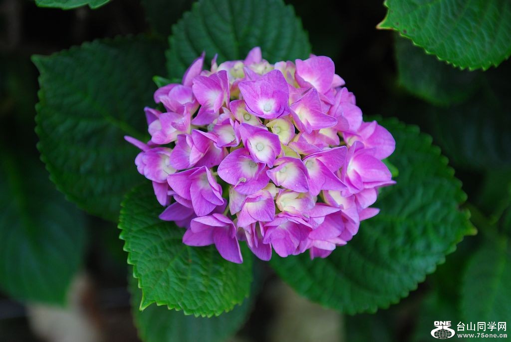 nEO_IMG_DSC_1045.jpg