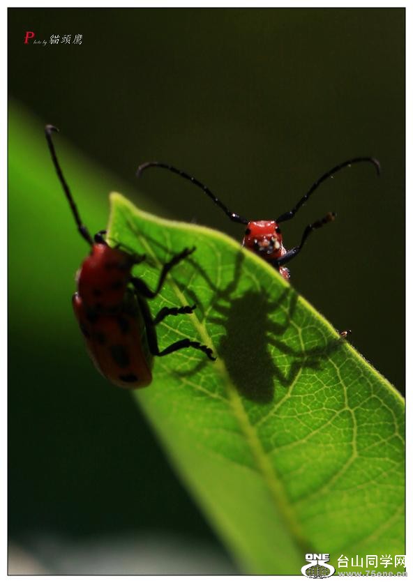 }u -ֻ߽-1 168-a.jpg