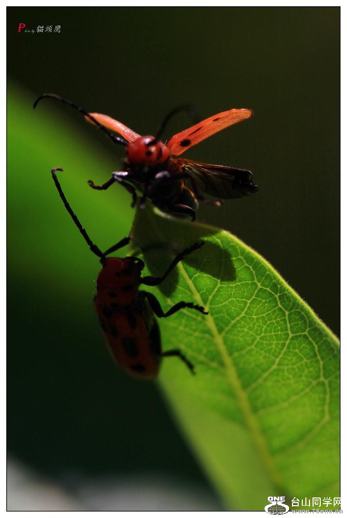 }u -ֻ߽-1 174-a.jpg