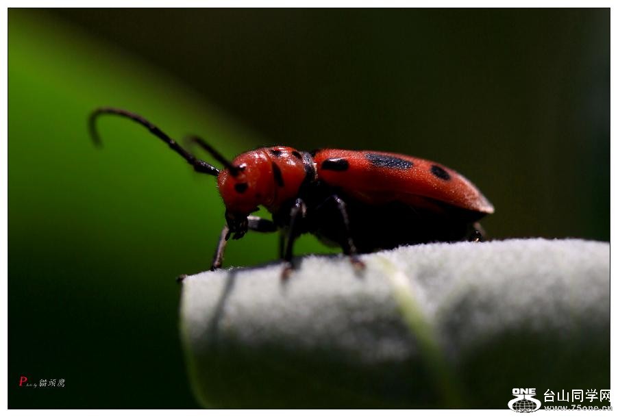 }u (2) -ֻ߽-1 191-a.jpg