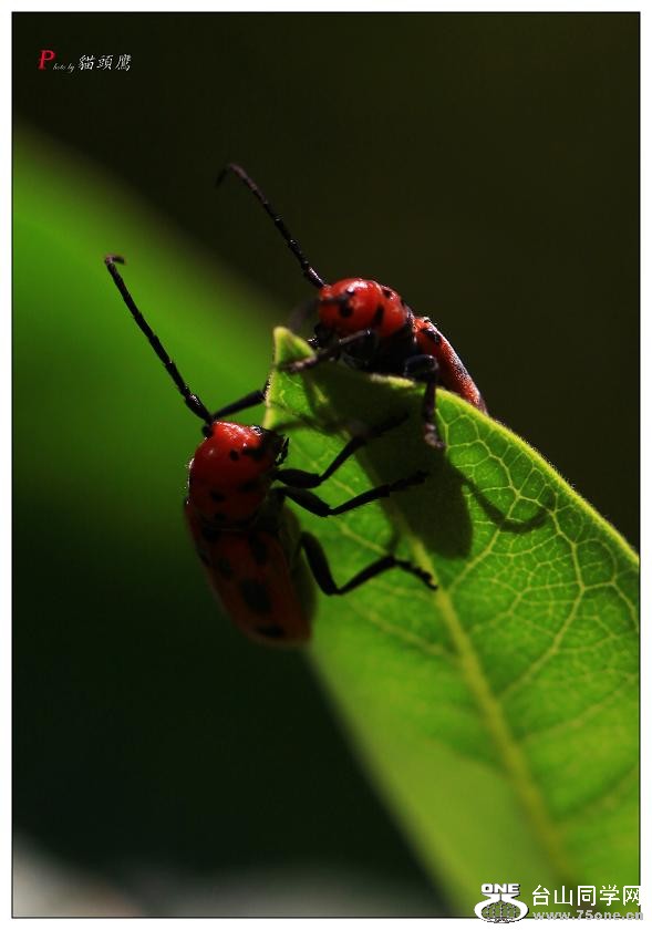 }u -ֻ߽-1 169-a.jpg