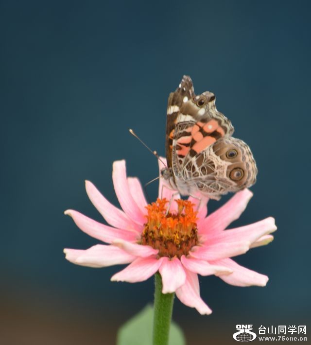 6-17-2012 Butterfly 102.jpg