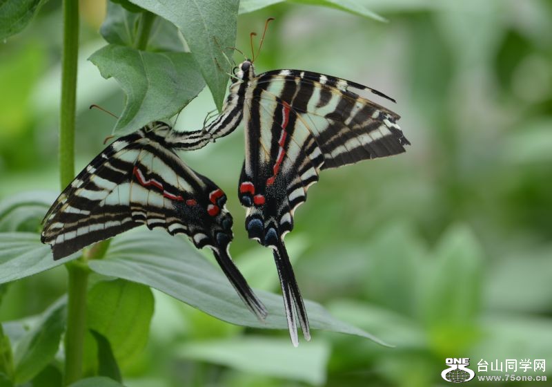 6-17-2012 Butterfly 075.jpg