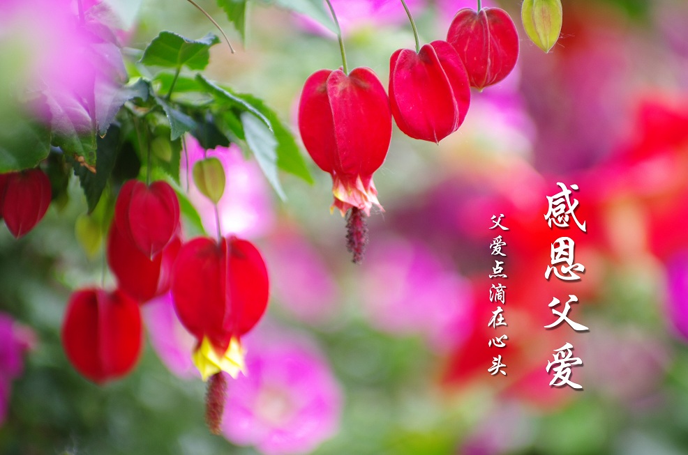 IMGP2958.f.jpg
