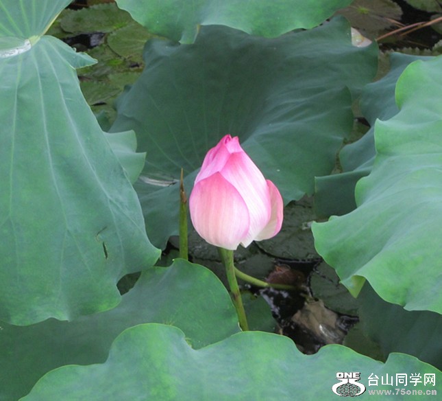 IMG_2262_.jpg