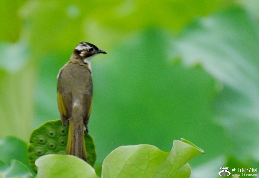 DSC_0419.JPG
