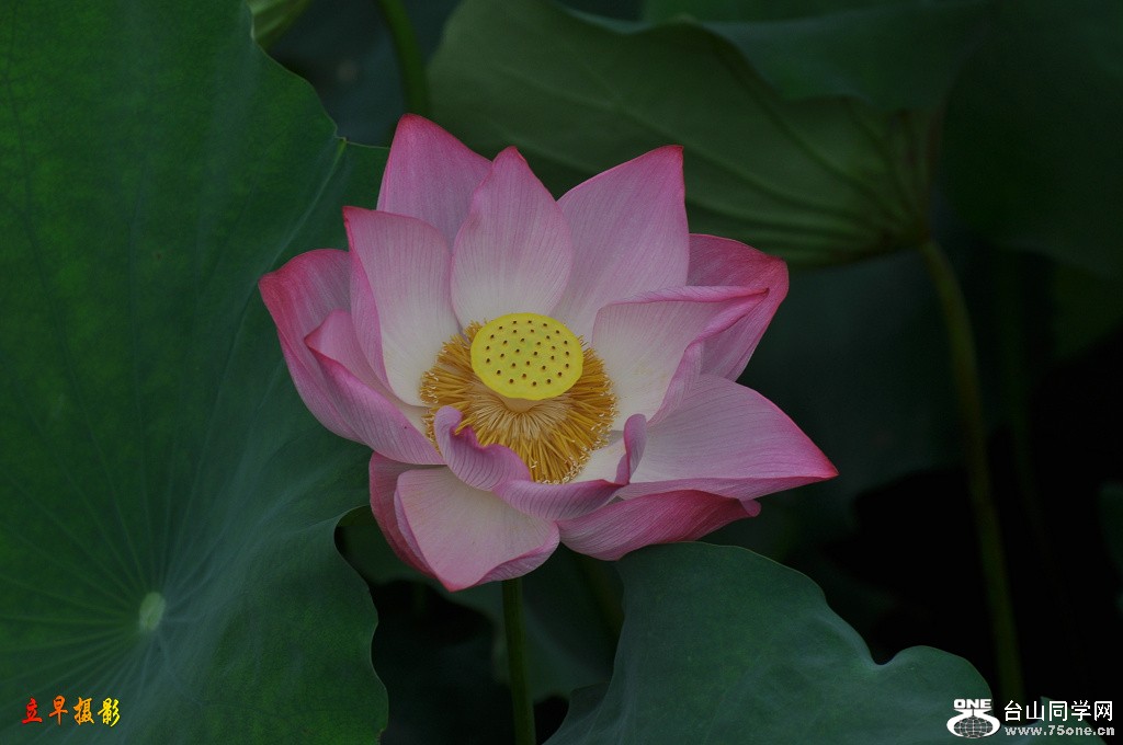 DSC_0036.JPG