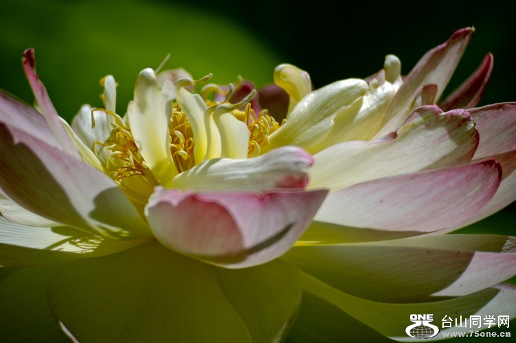 DSC_0250aa.jpg