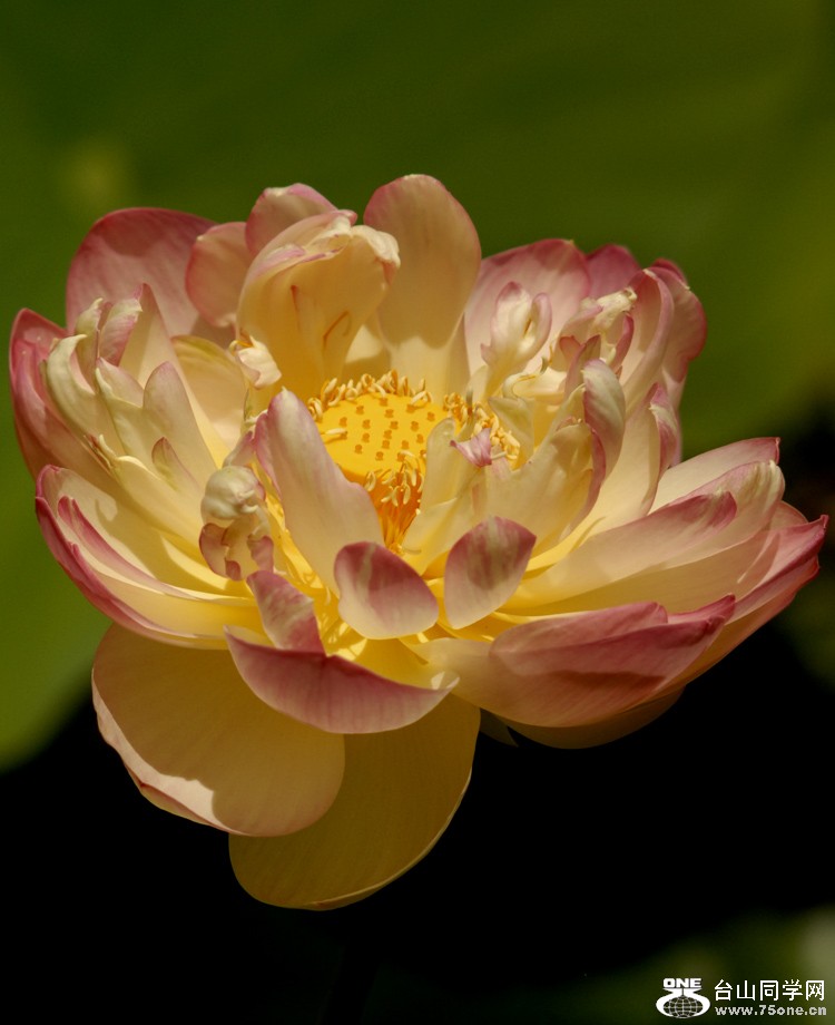 DSC_6624aa.jpg