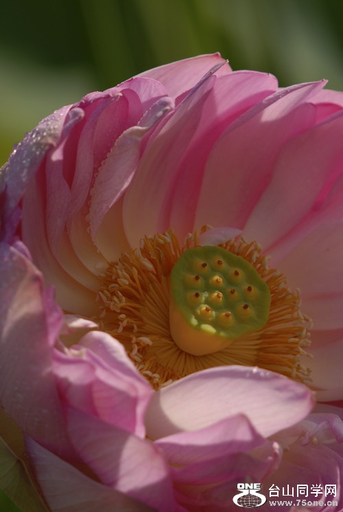 DSC_6484aa.jpg