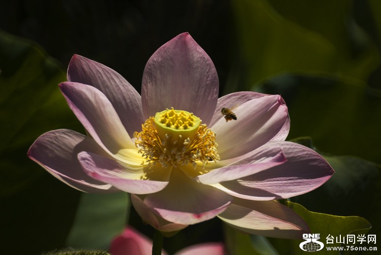 DSC_0338aa.jpg