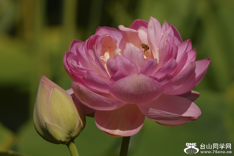 DSC_6529aa.jpg