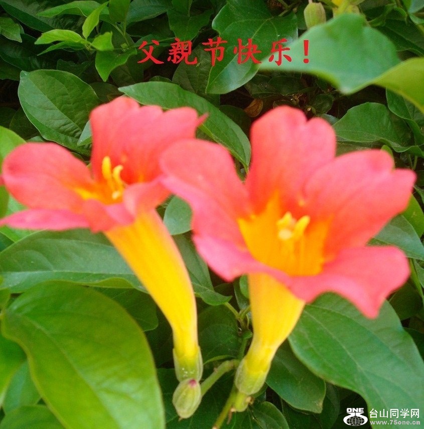 DSC01173-d1.jpg