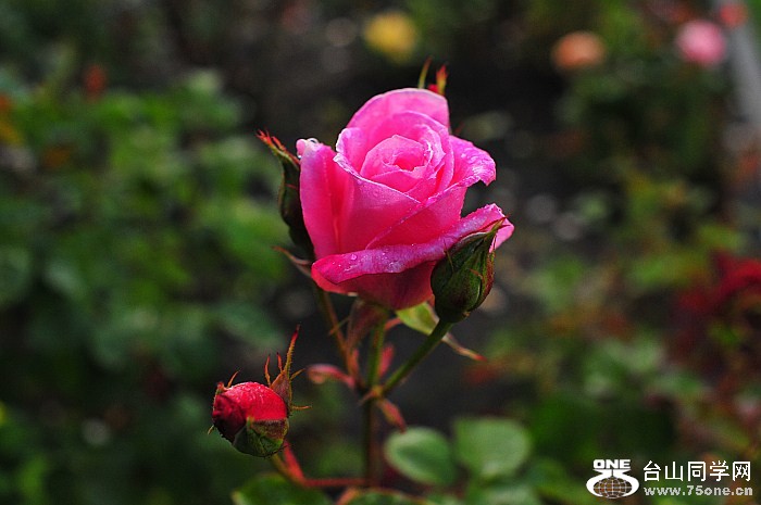 DSC_6785_.jpg