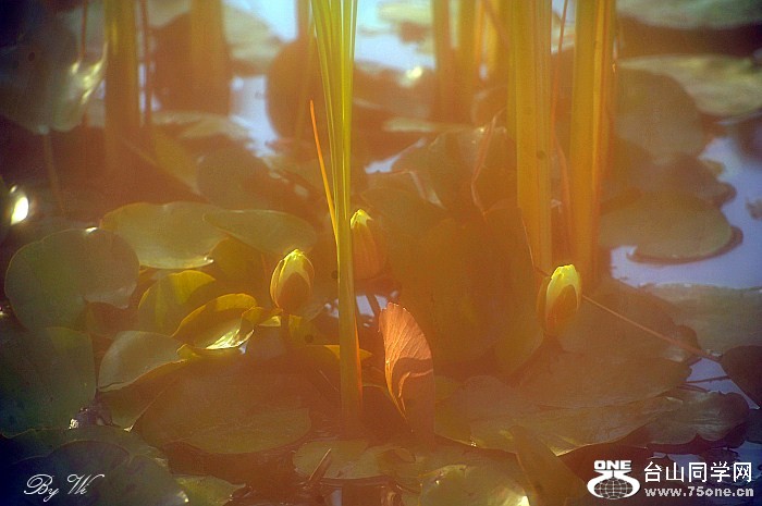 DSC_6780_conew1_.jpg