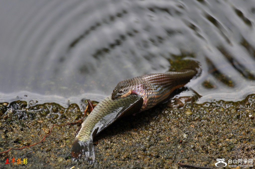 DSC_0053.JPG