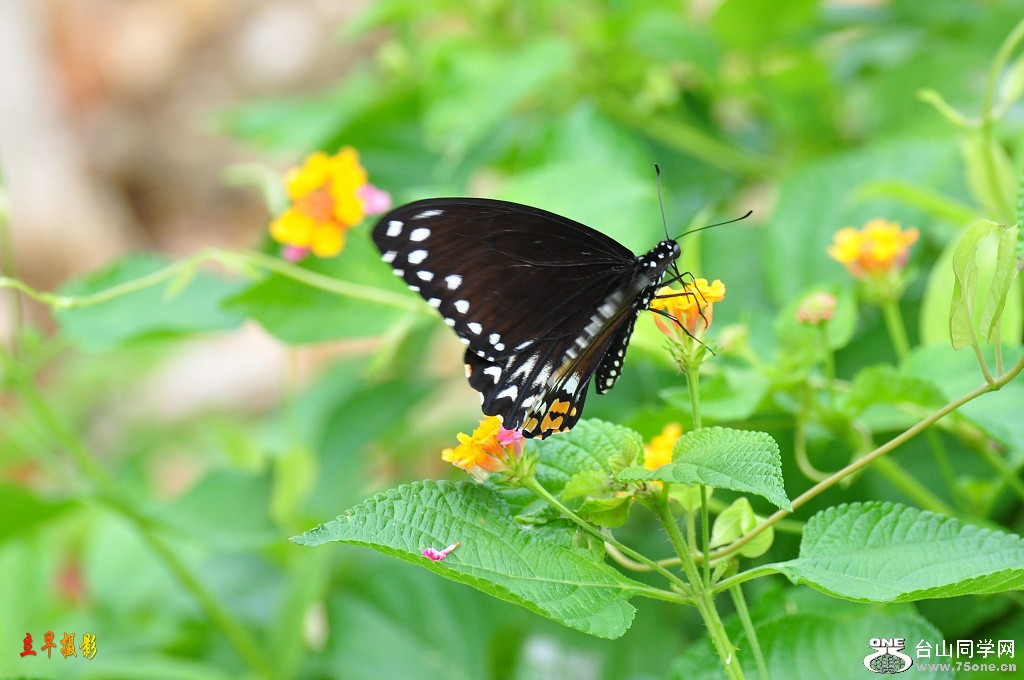 DSC_1271.JPG