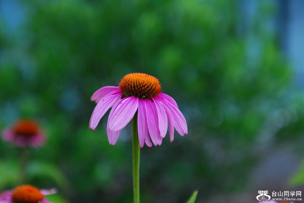nEO_IMG_DSC_0936.jpg