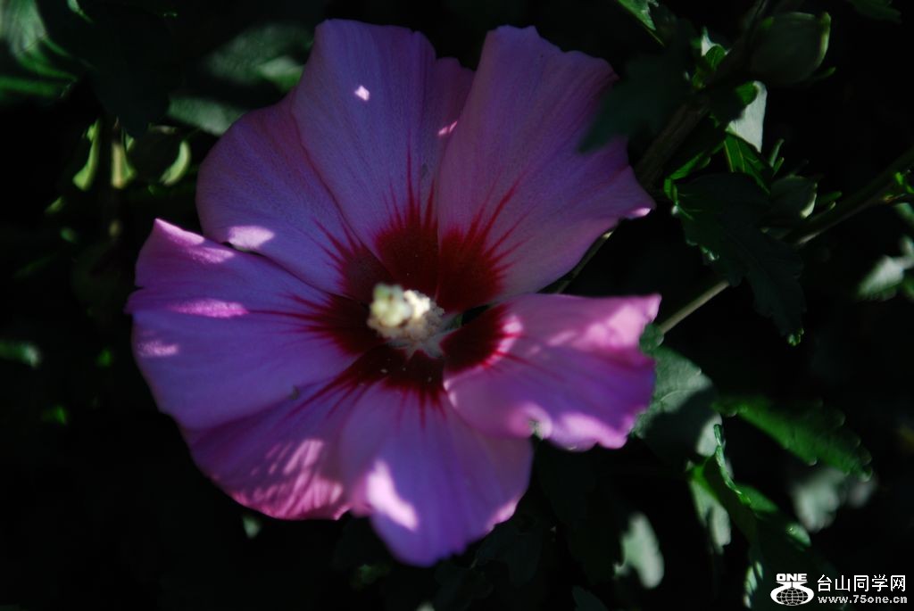 nEO_IMG_DSC_0744.jpg