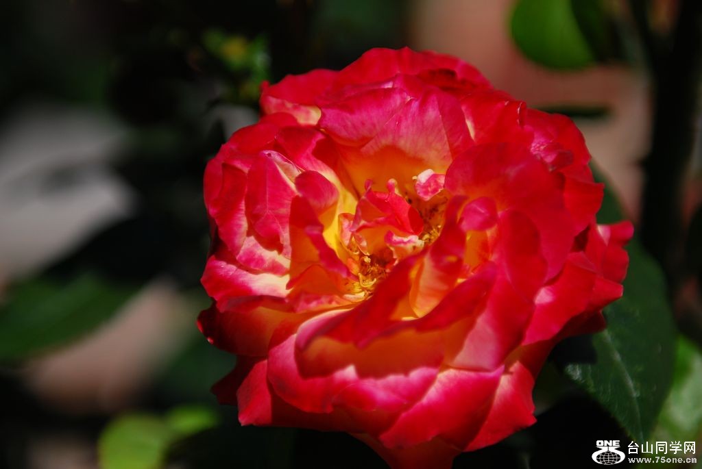 nEO_IMG_DSC_0724.jpg