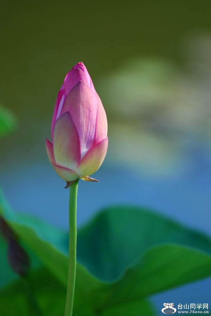 nEO_IMG_DSC_0295.jpg