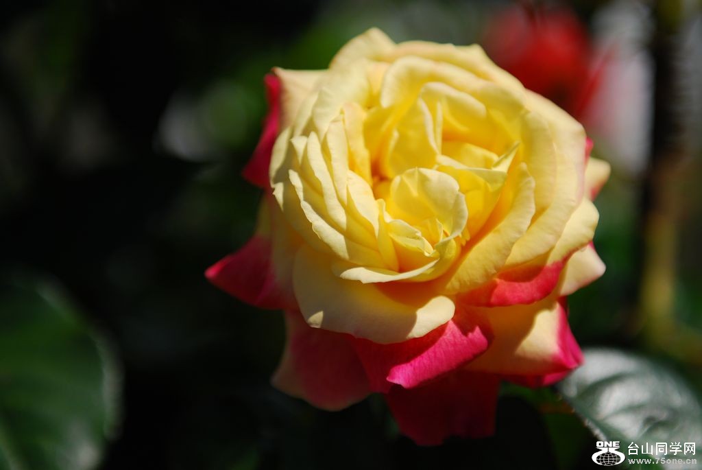 nEO_IMG_DSC_0721.jpg