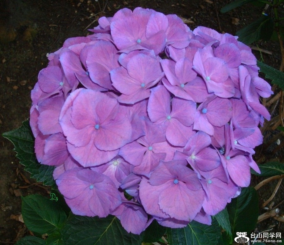 DSC01196-d.jpg