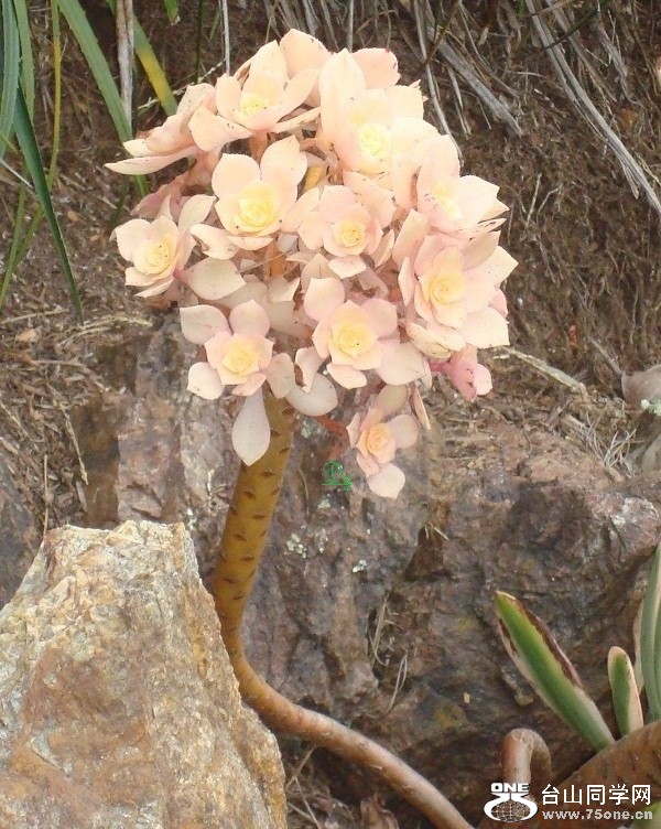 DSC01223-dz.jpg
