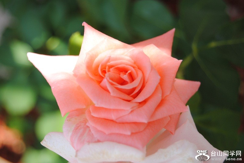 DSC_4346.JPG
