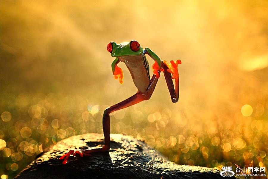 happy-dance-frog.jpg
