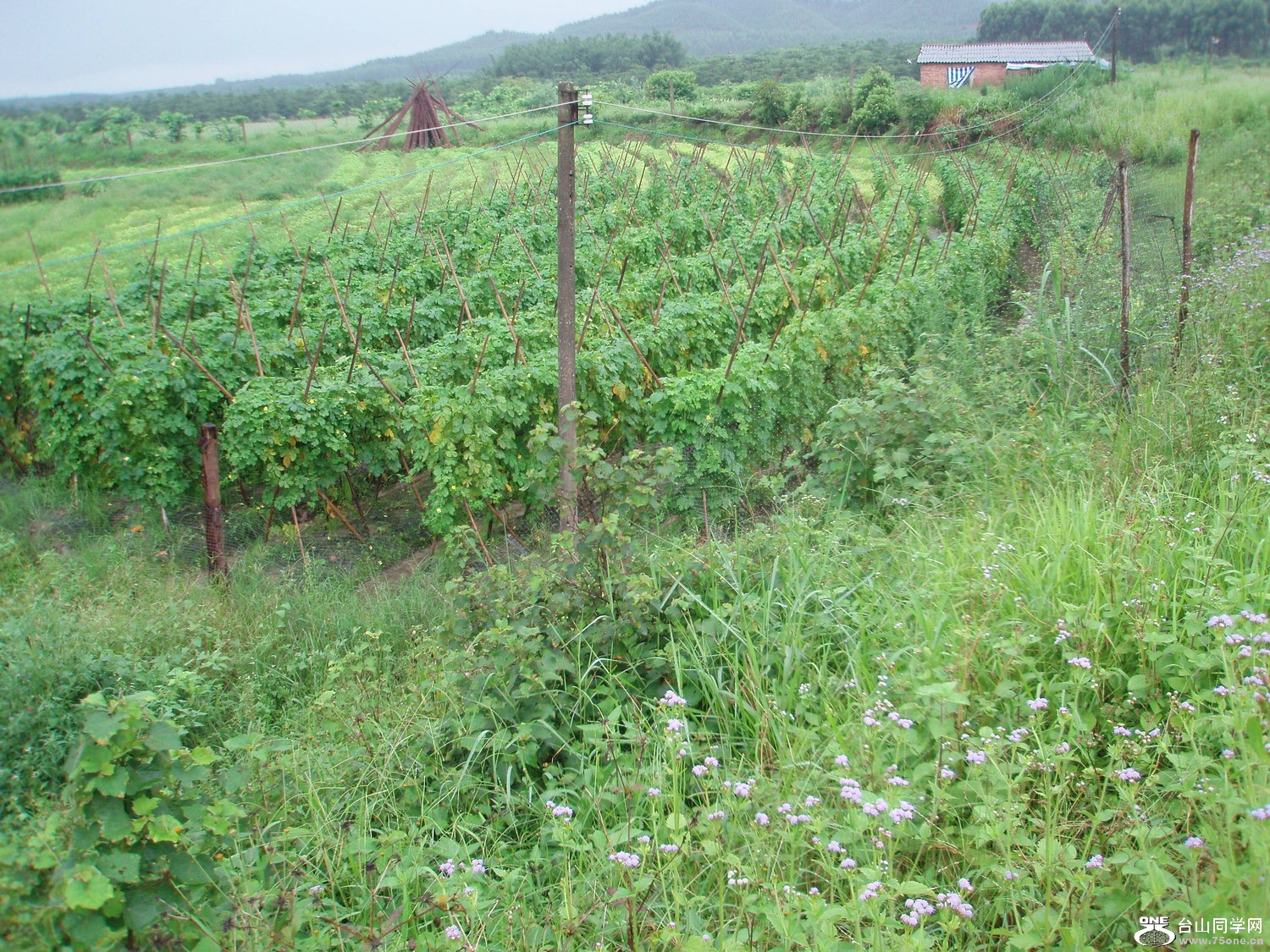 P5275476.JPG