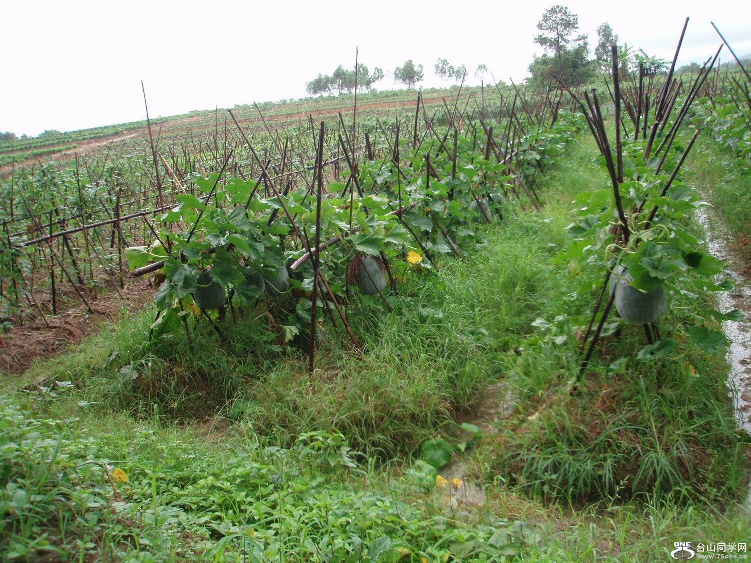 P5275480.JPG