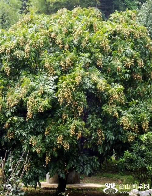 20100606204656981-2089977_conew25.jpg