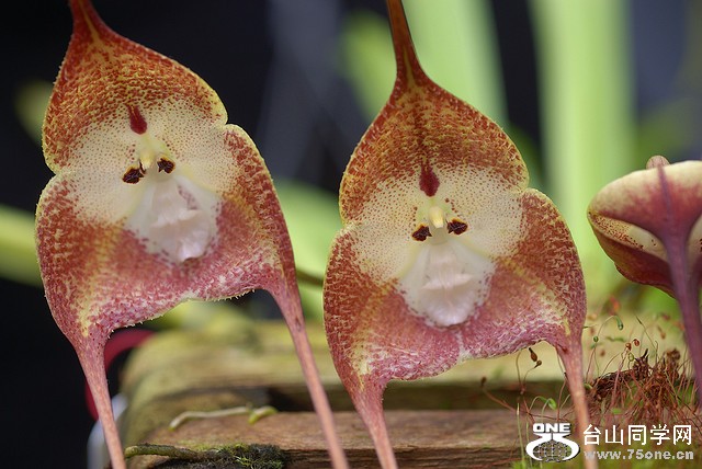 monkey orchid 2.jpg